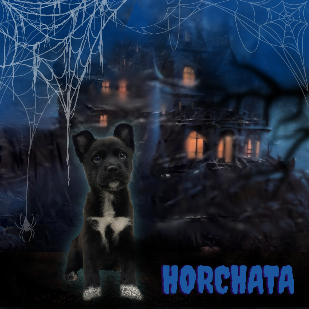 HORCHATA - Mixed Breed (Medium) available for adoption