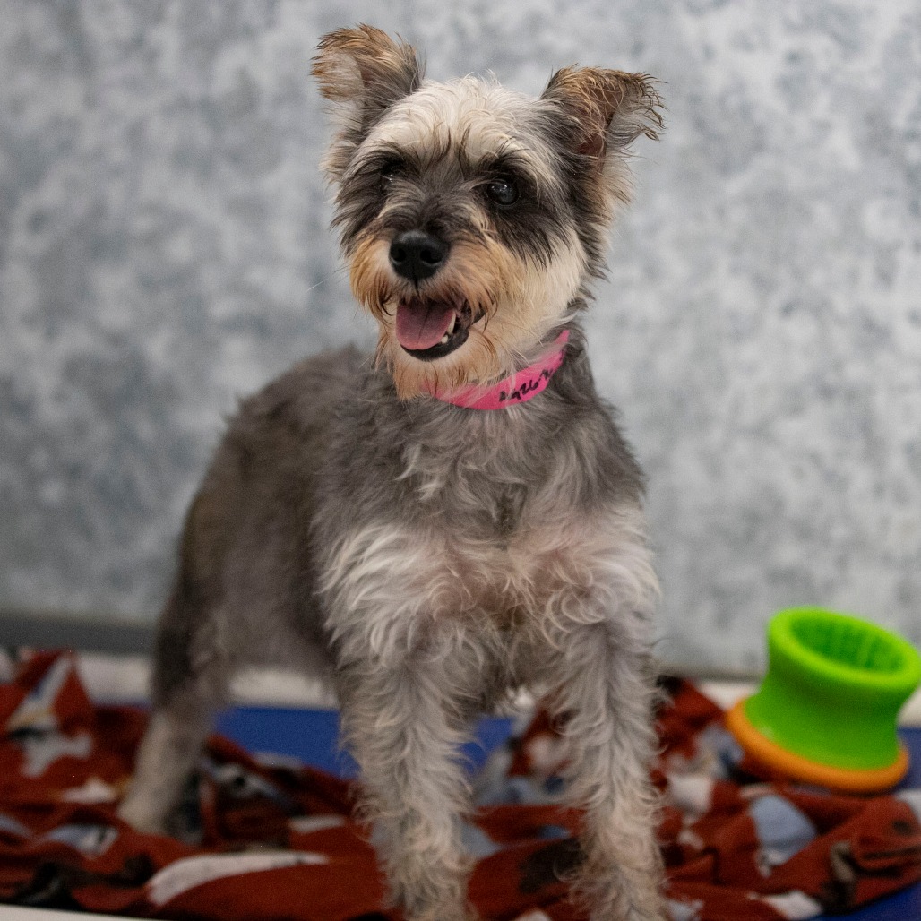 JENNA (AG26-76) - Schnauzer / Miniature available for adoption