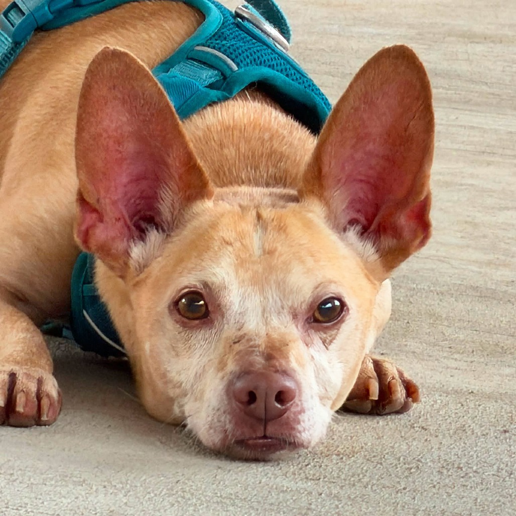 Photo of Trooper
