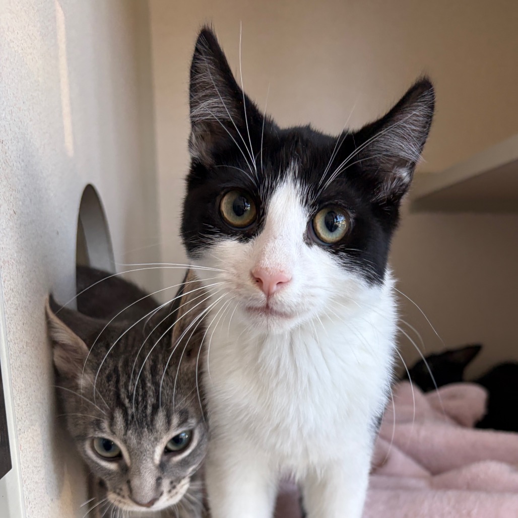 Saga - Domestic Shorthair/Mix