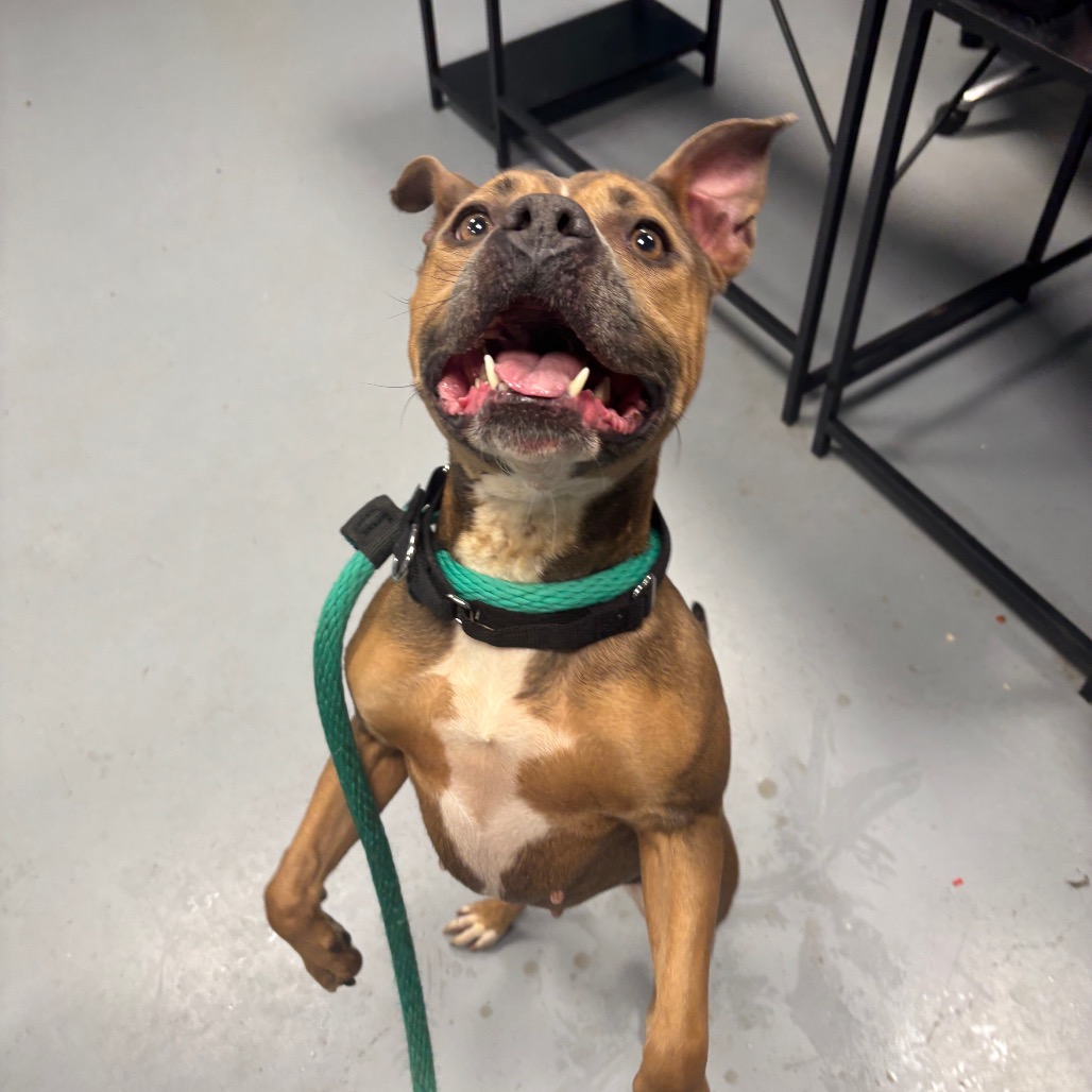 Sadie — thumbnail 4