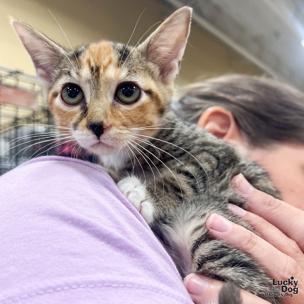 LILLYANNE - Domestic Shorthair available for adoption
