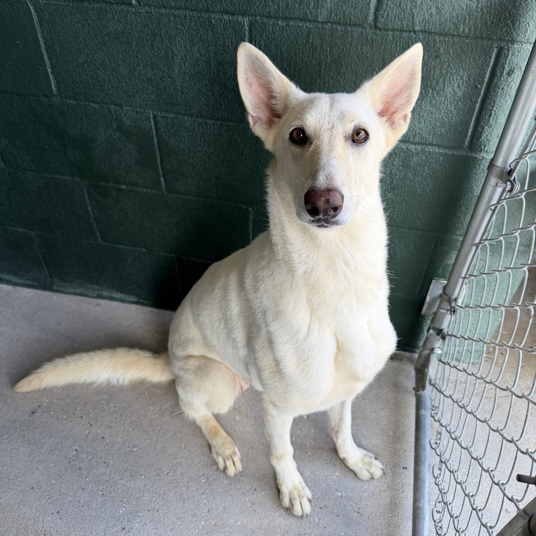 PETRA - Shepherd available for adoption