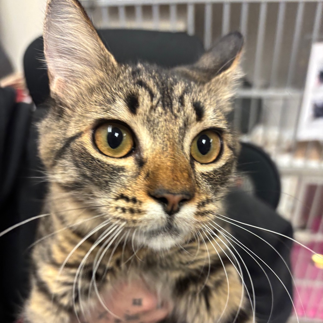 Malia - Domestic Shorthair