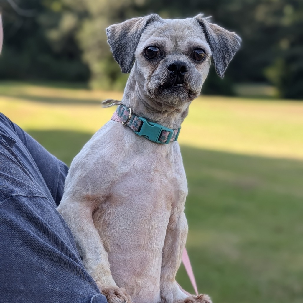 Wookiee 08-1710, photo 4