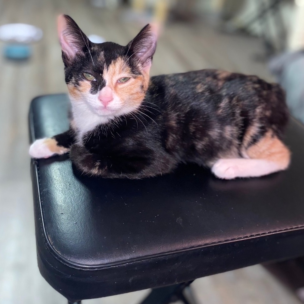 Piper