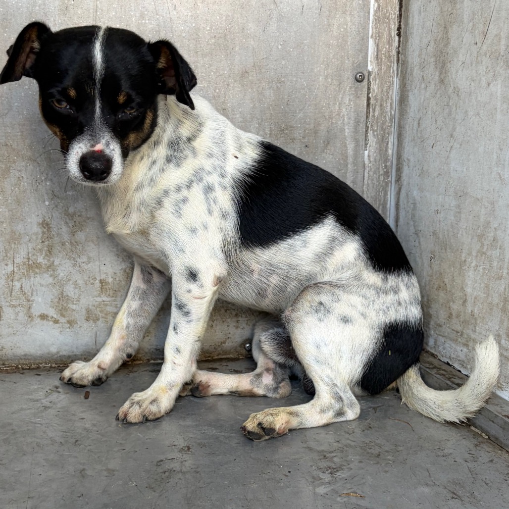 TUKO (CHIQILINGO) - Chihuahua / Mixed Breed (Small) available for adoption