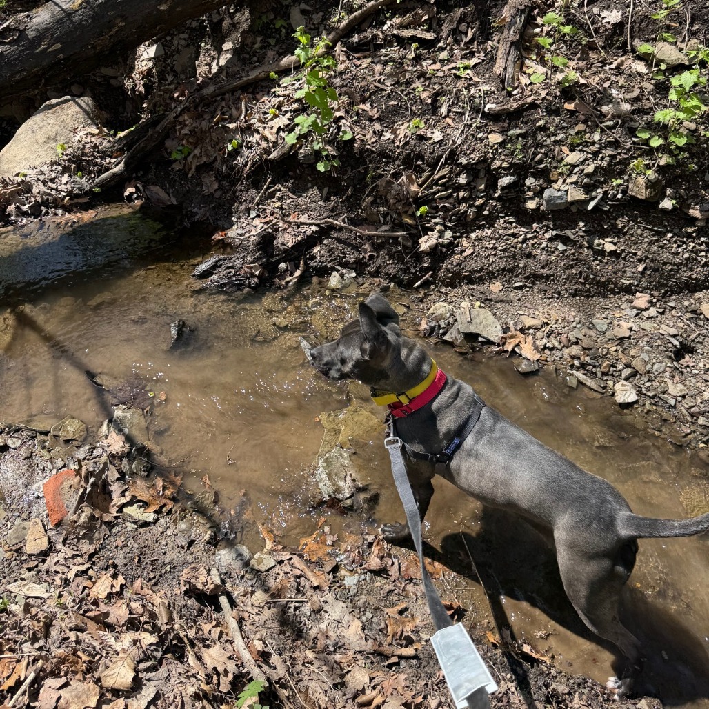 Photo of Witch Hazel 20