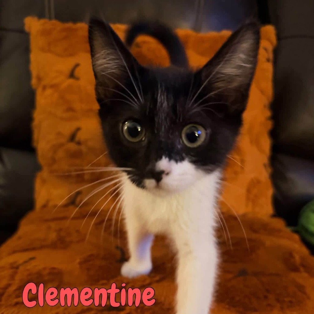 CLEMENTINE - Domestic Shorthair available for adoption