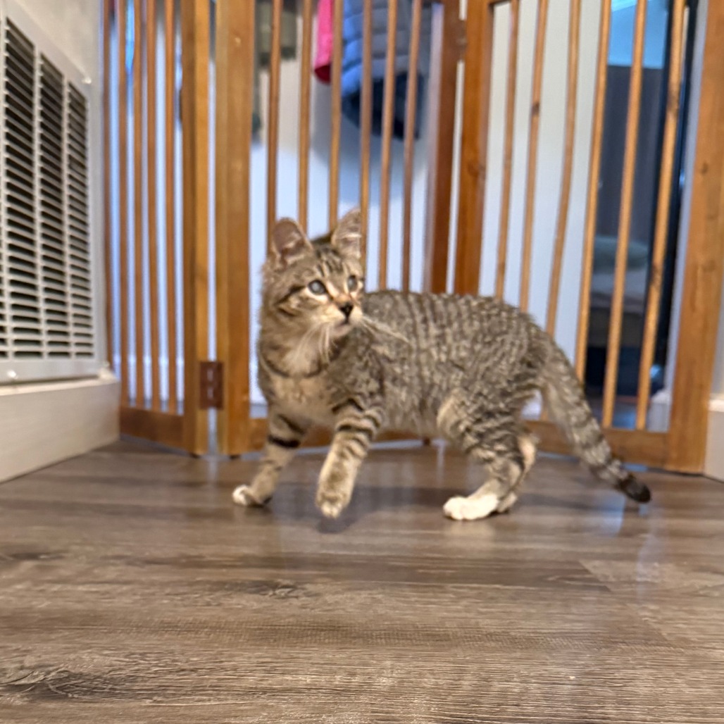 Wishingstar 25 — thumbnail 3