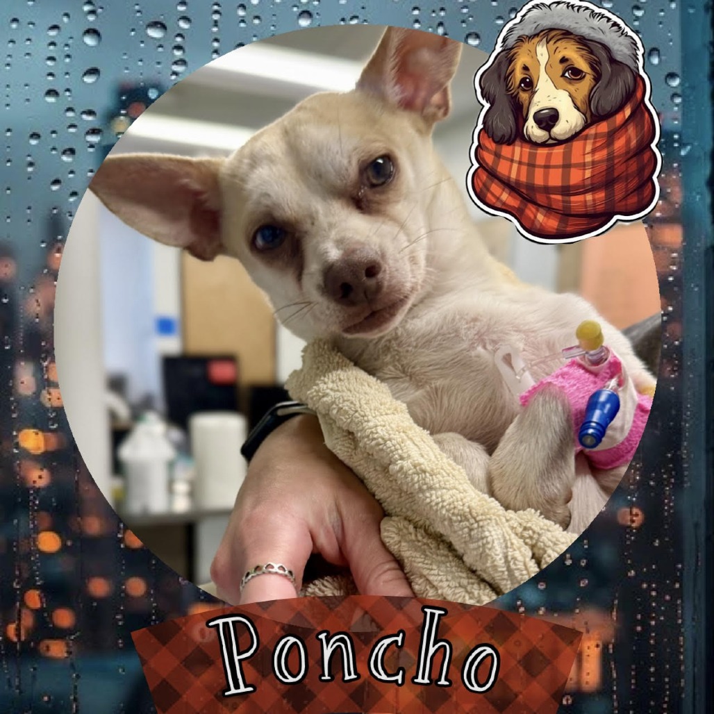 Poncho