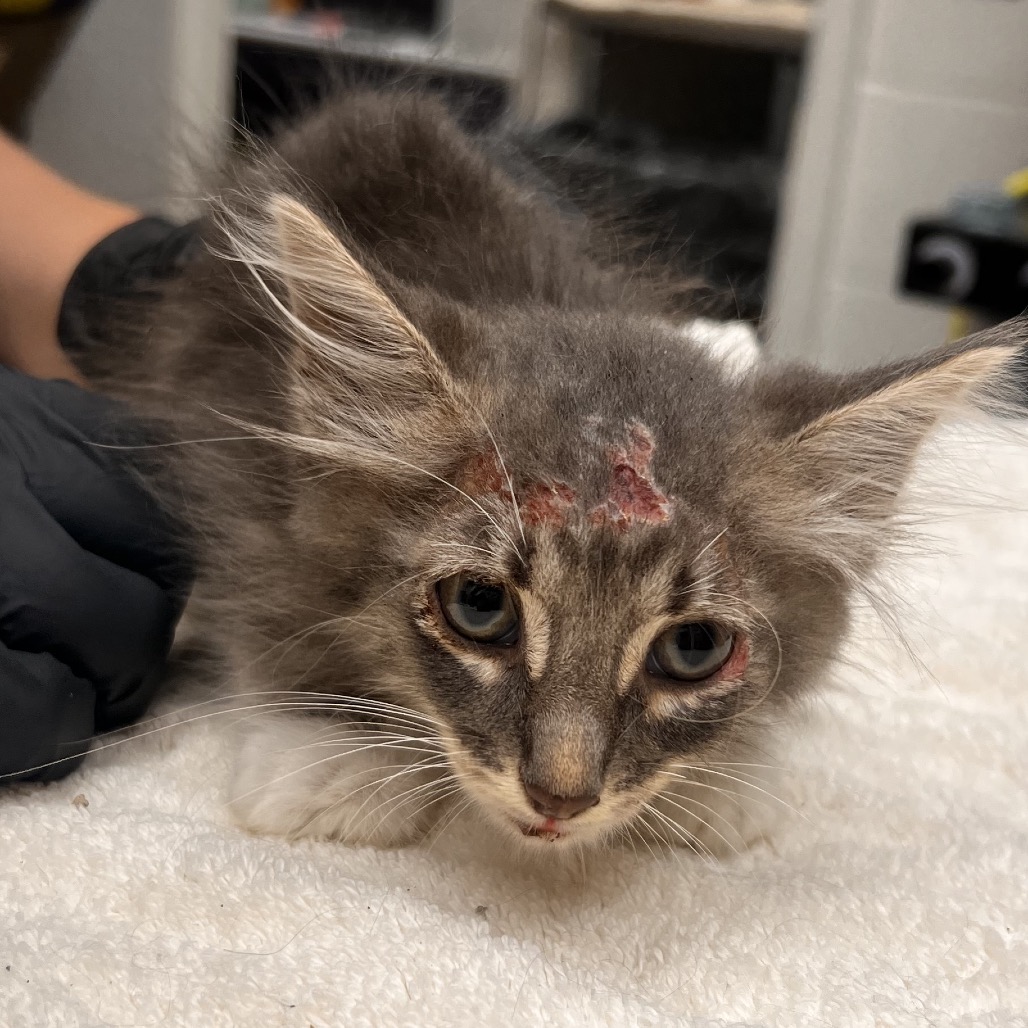 Scar photo 2