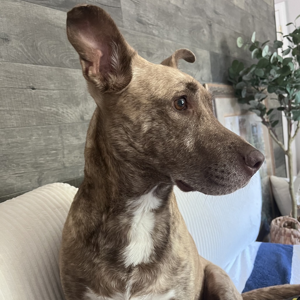 Dixie Loo, photo 15