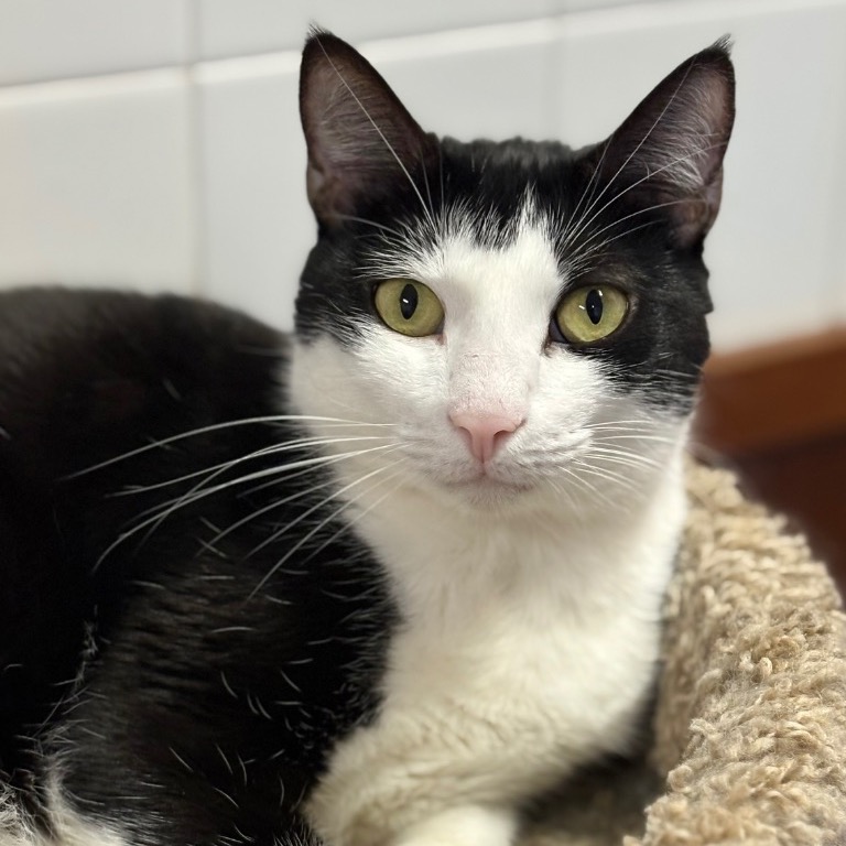 Another portrait of Garnet