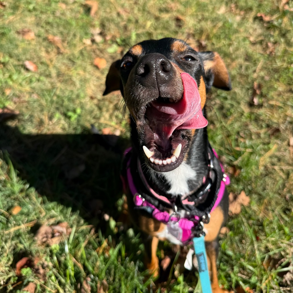 Trixie, photo 10