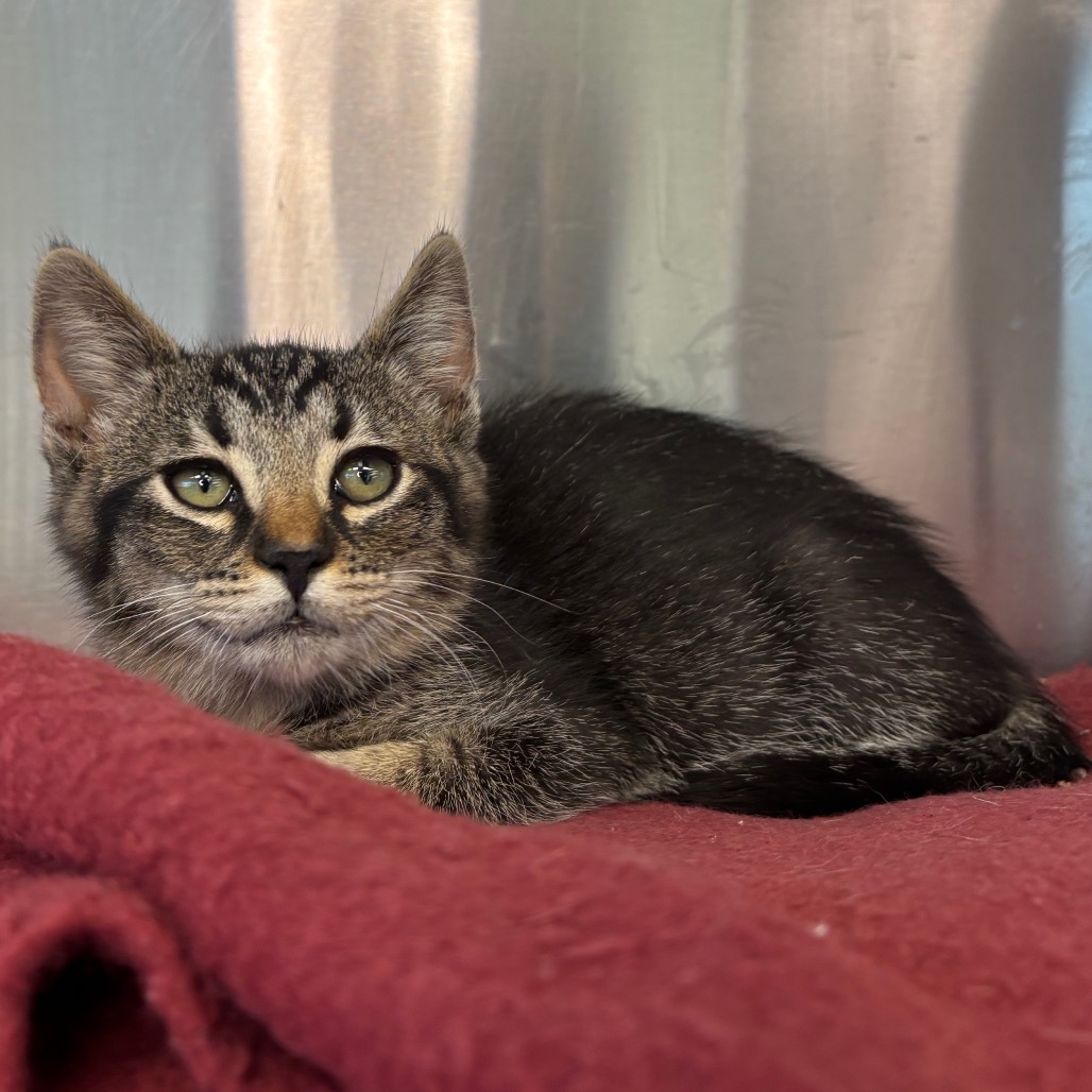 GARTH - Domestic Shorthair available for adoption