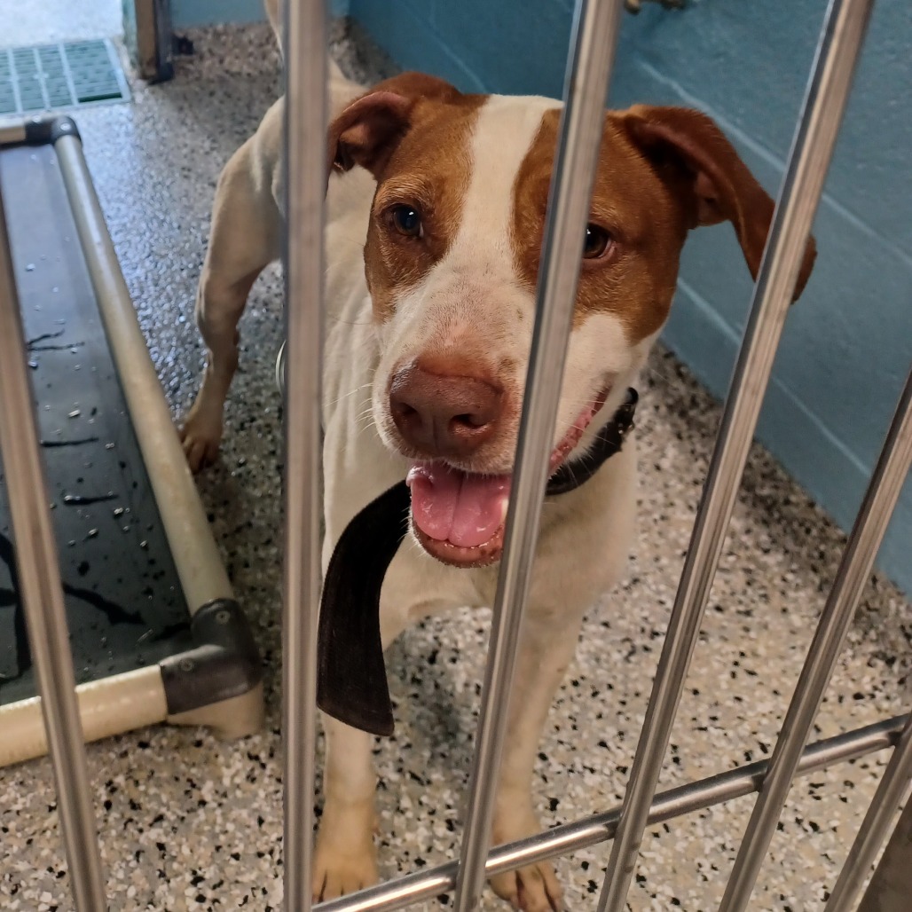 SKY - Catahoula Leopard Dog / Cattle Dog available for adoption