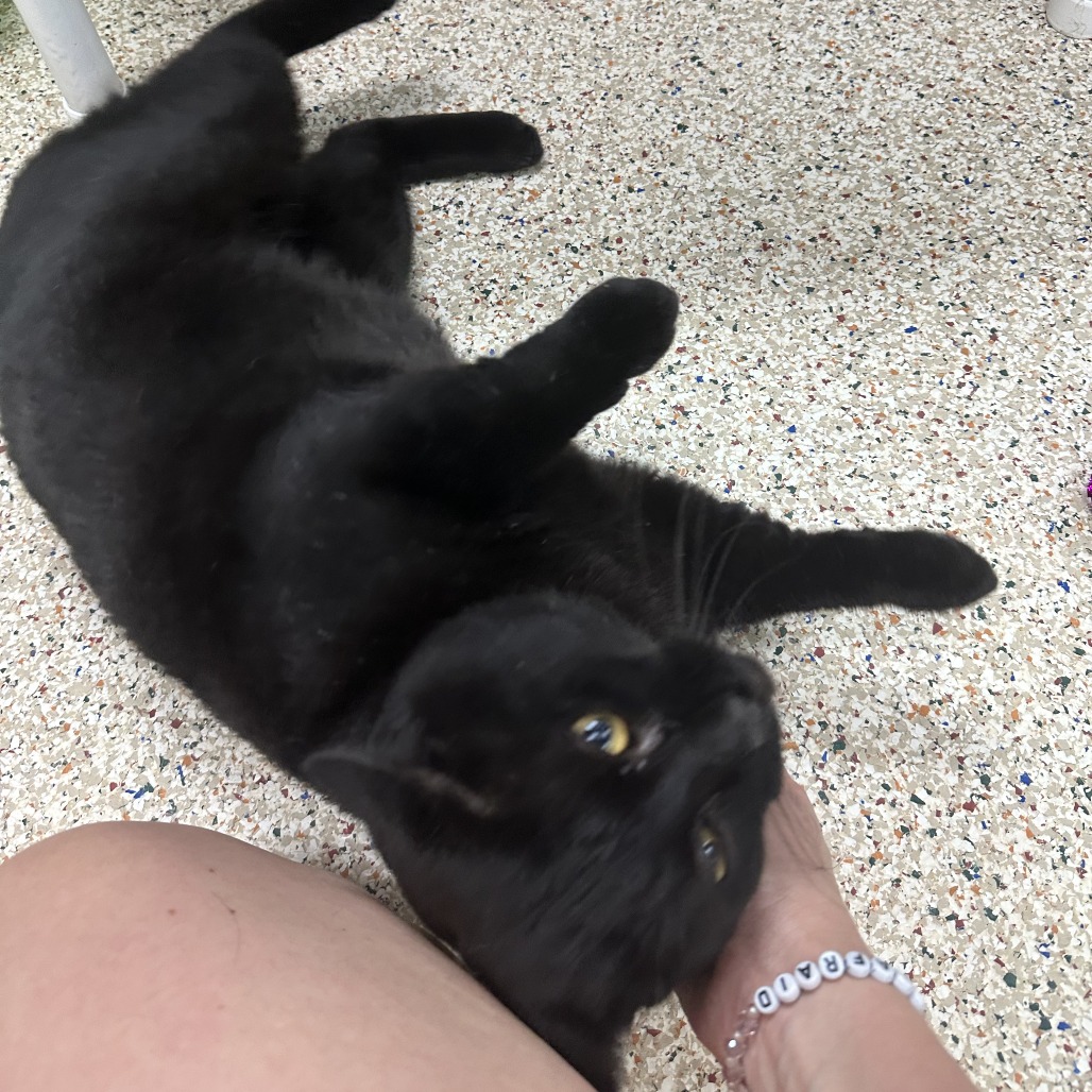BEANIE - Domestic Shorthair available for adoption