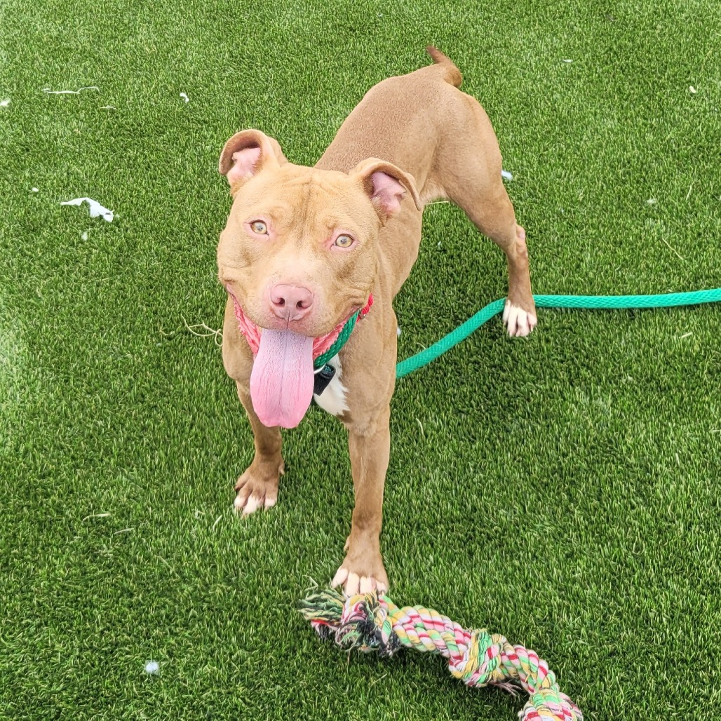 Rosie — thumbnail 4