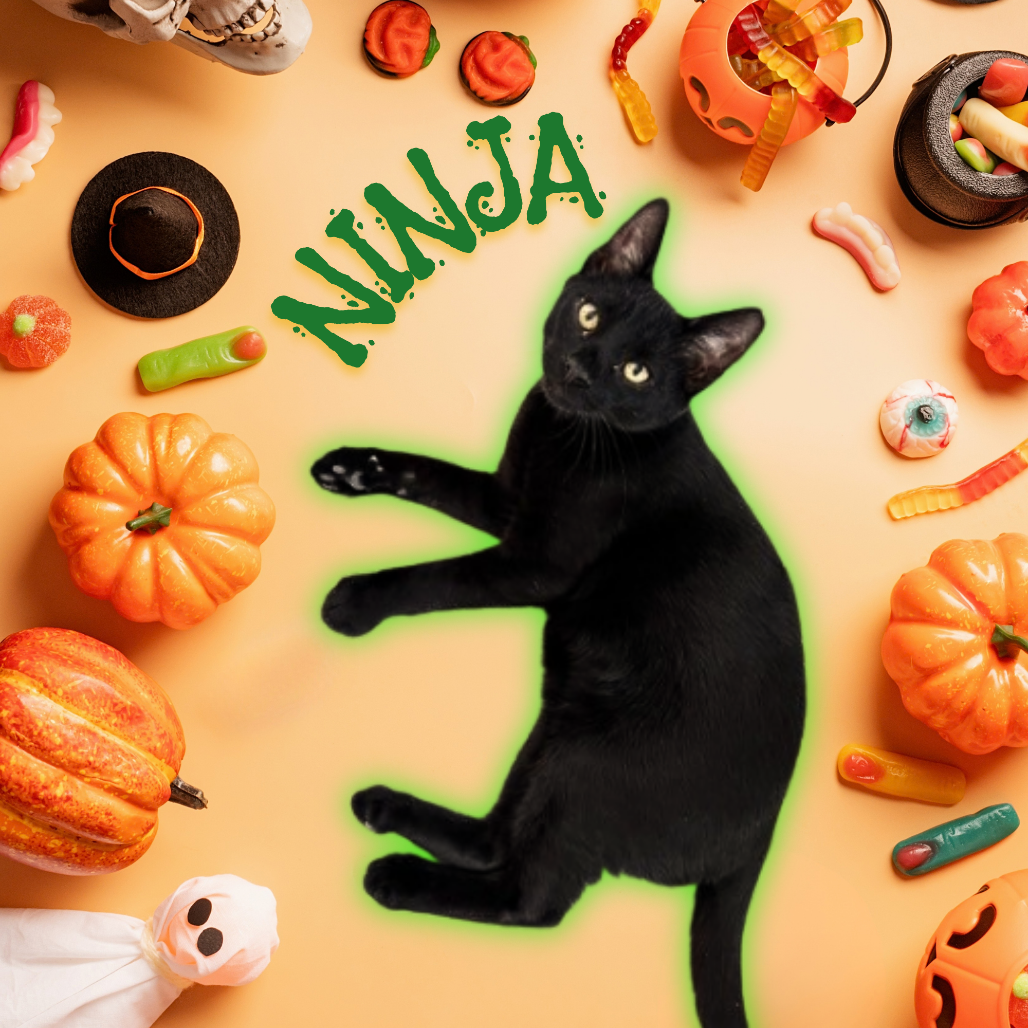 NINJA - Domestic Shorthair available for adoption