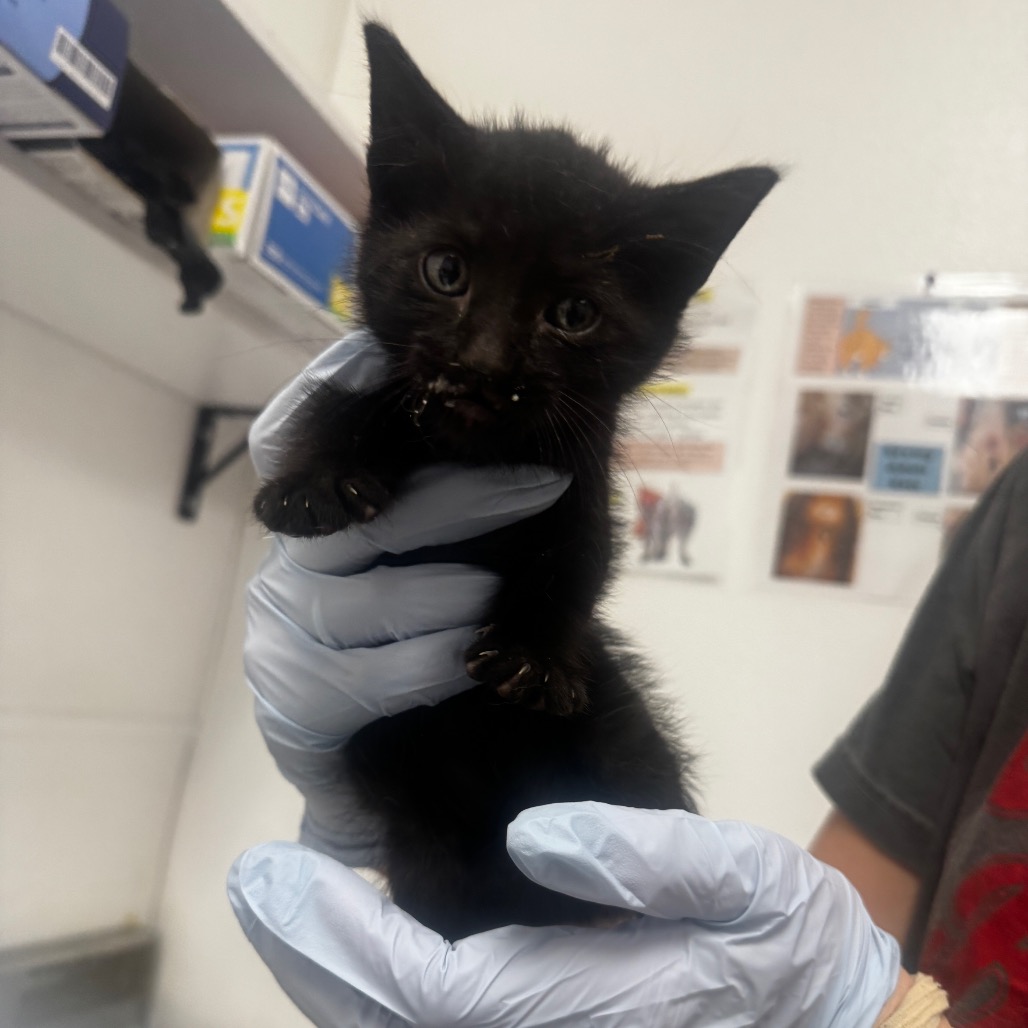 SALEM (BRN COLLAR) - Domestic Shorthair available for adoption