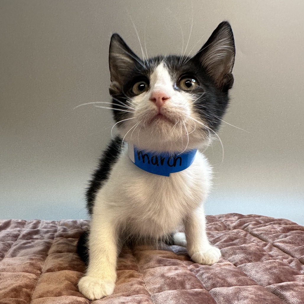 MARCH - Domestic Shorthair available for adoption