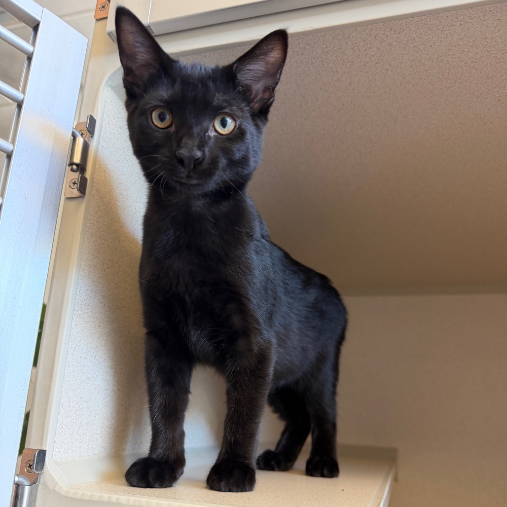 Bagheera - Domestic Shorthair