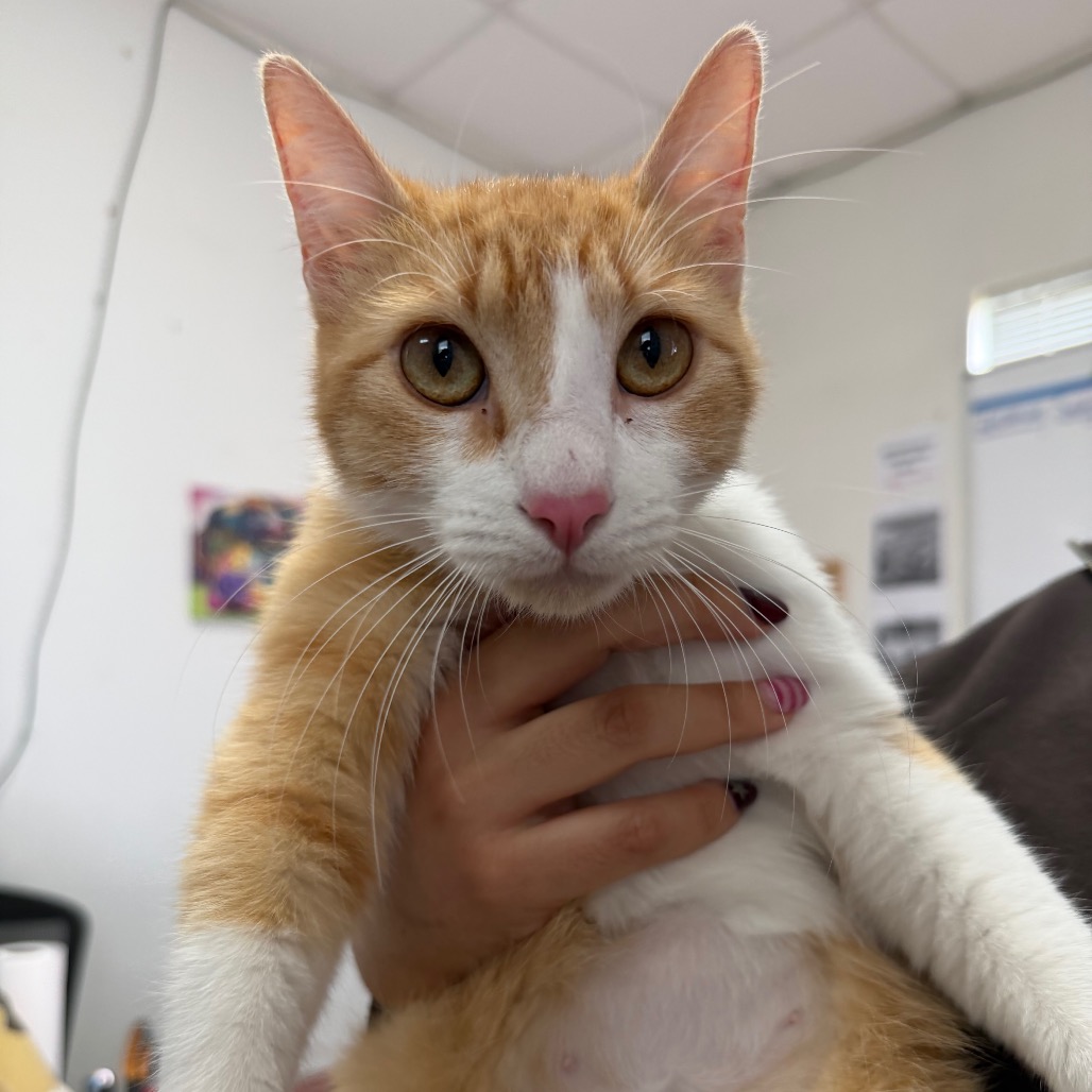 Miso, available for adoption at PVAS