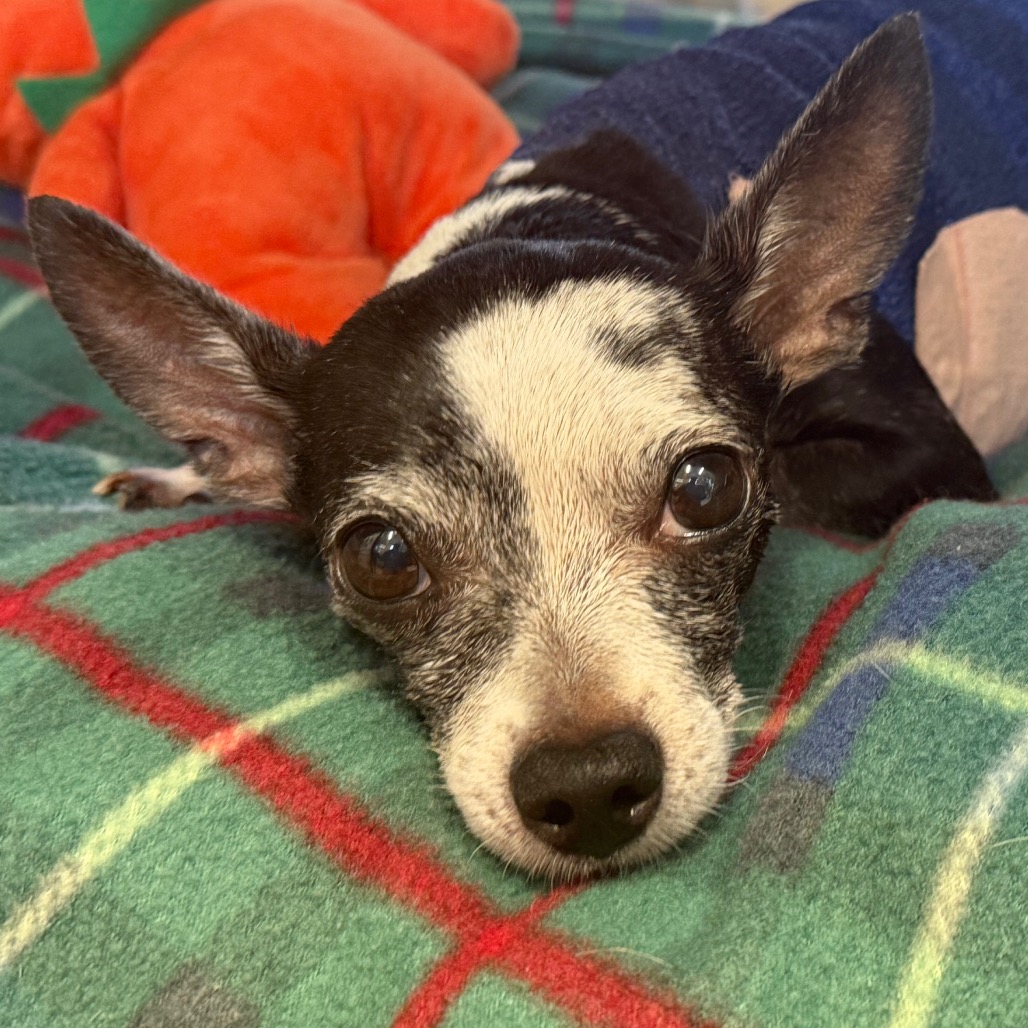 Peppita — thumbnail 3