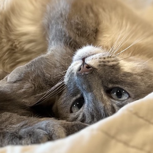 BROOKLYN - Domestic Shorthair / Siamese available for adoption