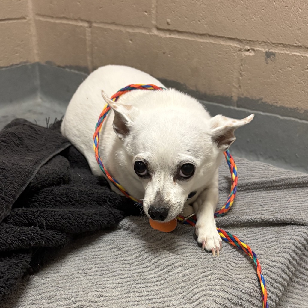 Chihuahua