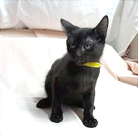 Penelope, photo 5