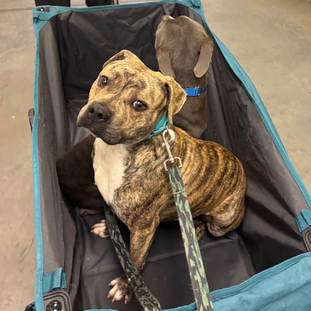 Photo of Baby Stripes 6