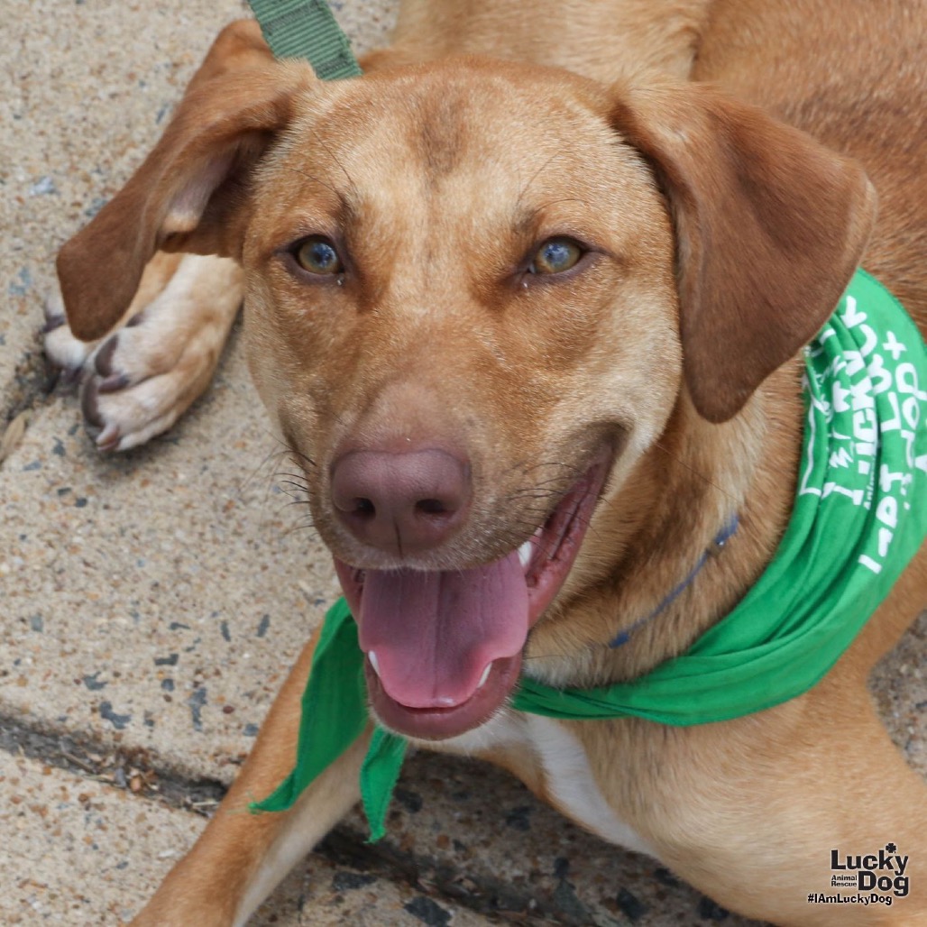 DOBBY - Shepherd / Retriever, Labrador available for adoption