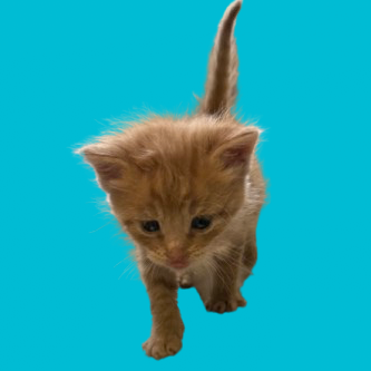 Simba