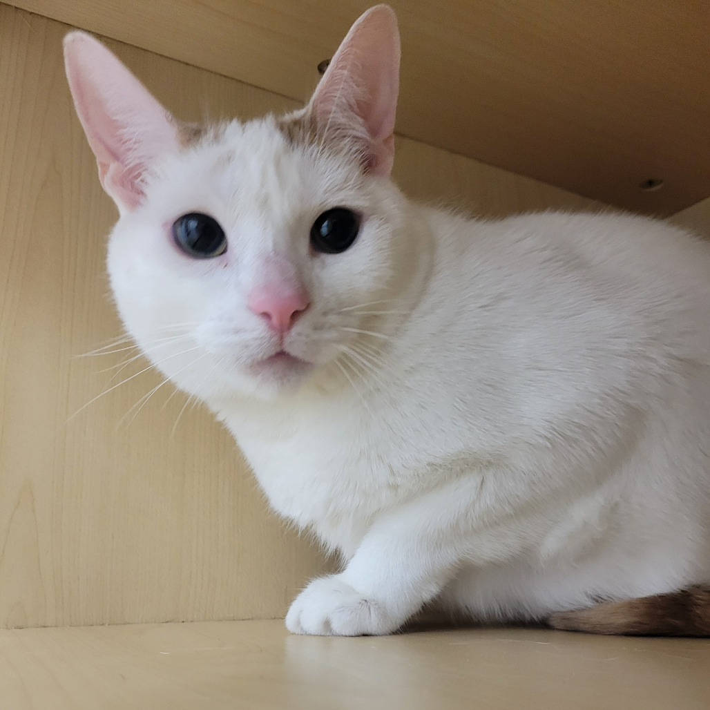 Steve Ames -so sweet, an adoptable cat