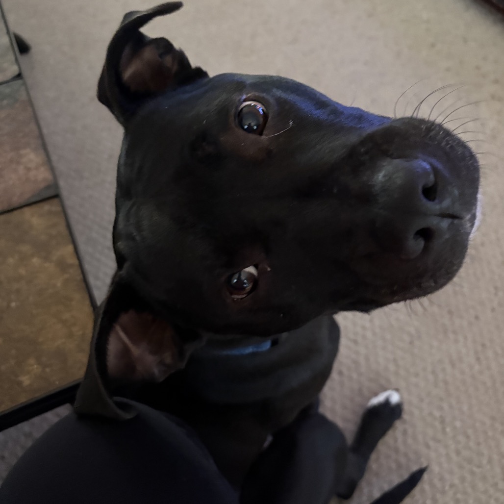Bowser, photo 15