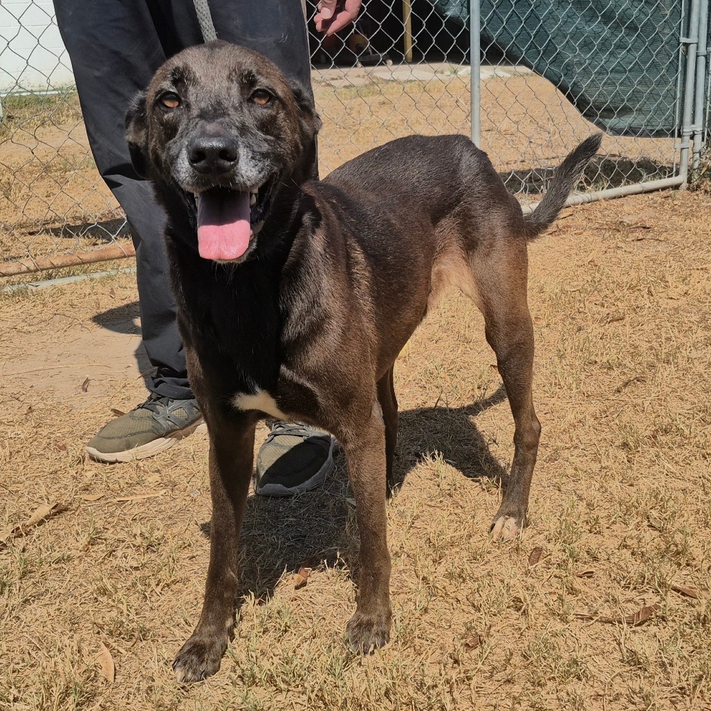 RUBY - Shepherd / Mix available for adoption