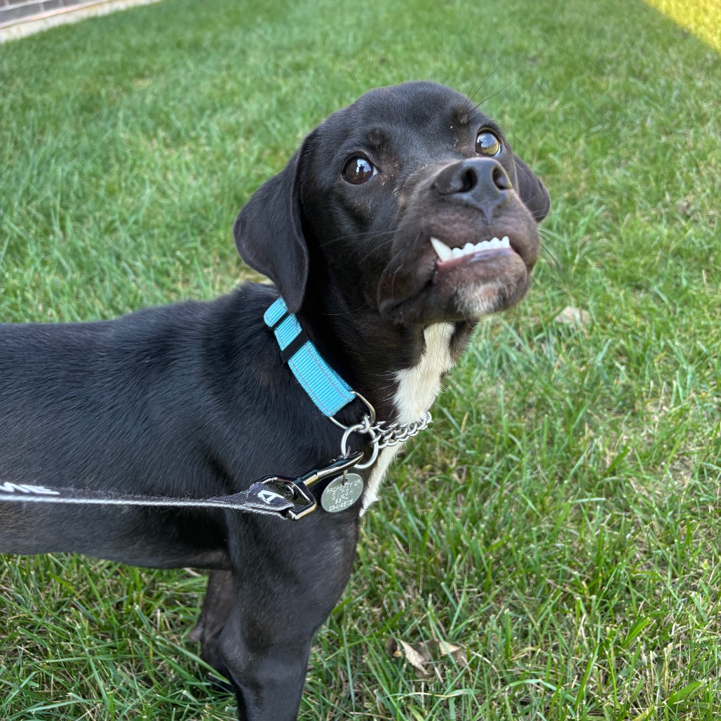 BEAR - Mixed Breed (Medium) available for adoption