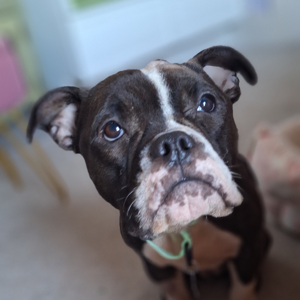 Zelda — thumbnail 3