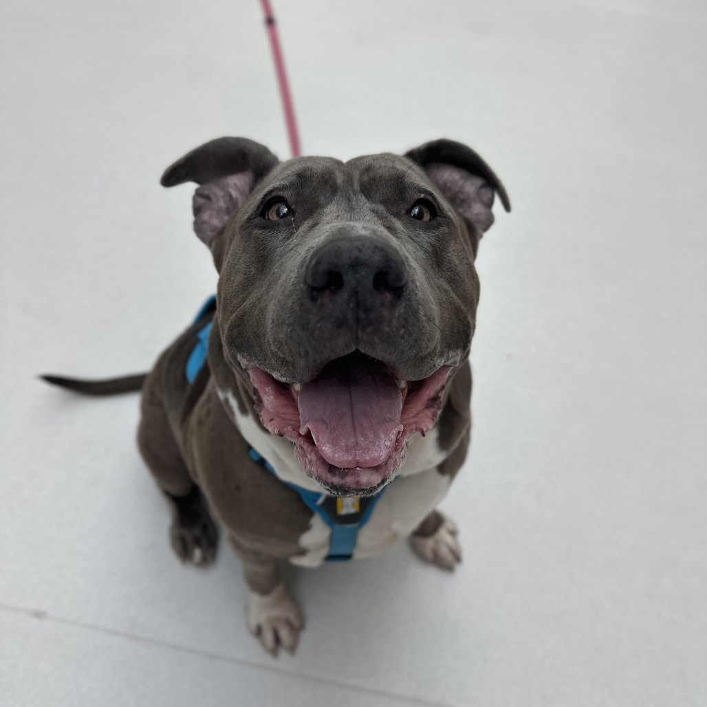 DIOR - Mixed Breed (Large) for adoption in Warwick