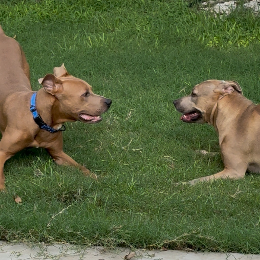 Hulk — thumbnail 11