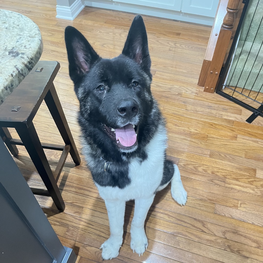 Oreo