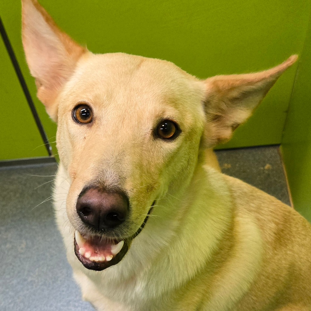 SOL - Shepherd available for adoption