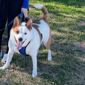 GIZMO - Cattle Dog / Australian (Red Heeler) available for adoption