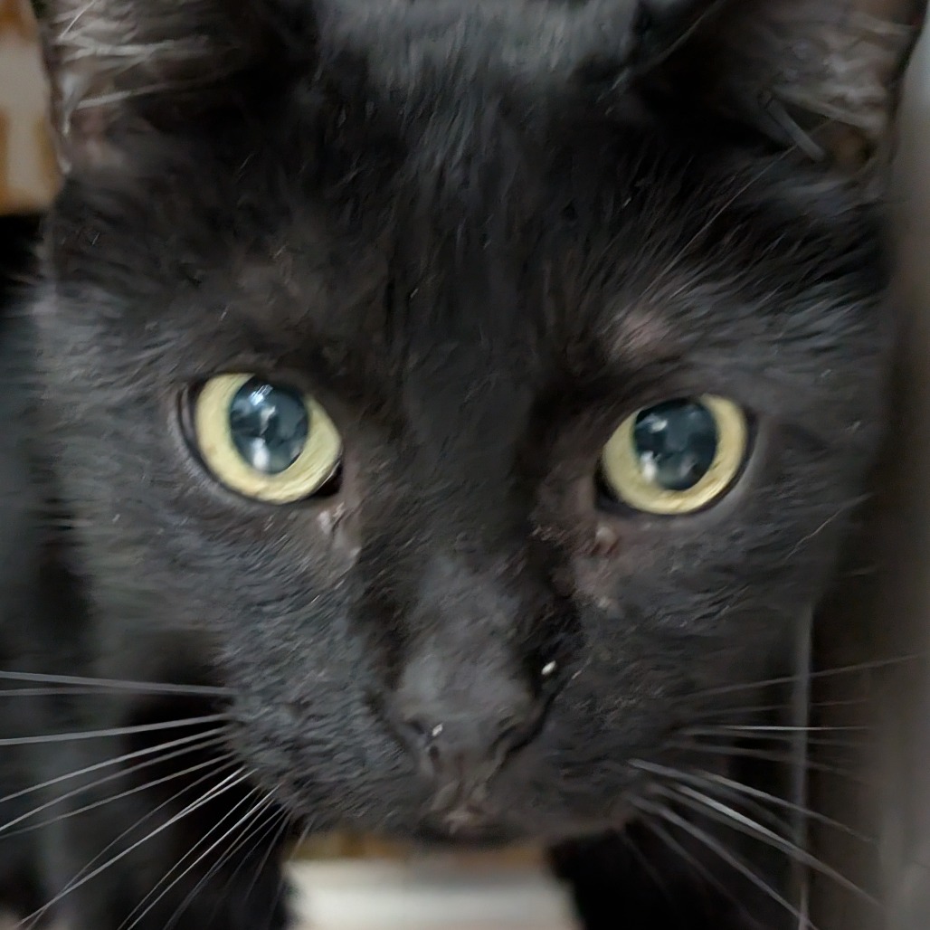 PIP - Domestic Shorthair available for adoption