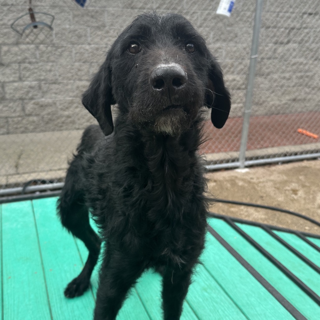 Benedict — thumbnail 3