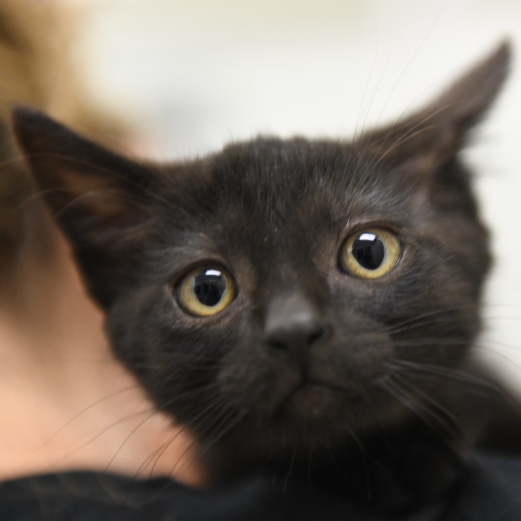 Nori (black collar) - Domestic Shorthair