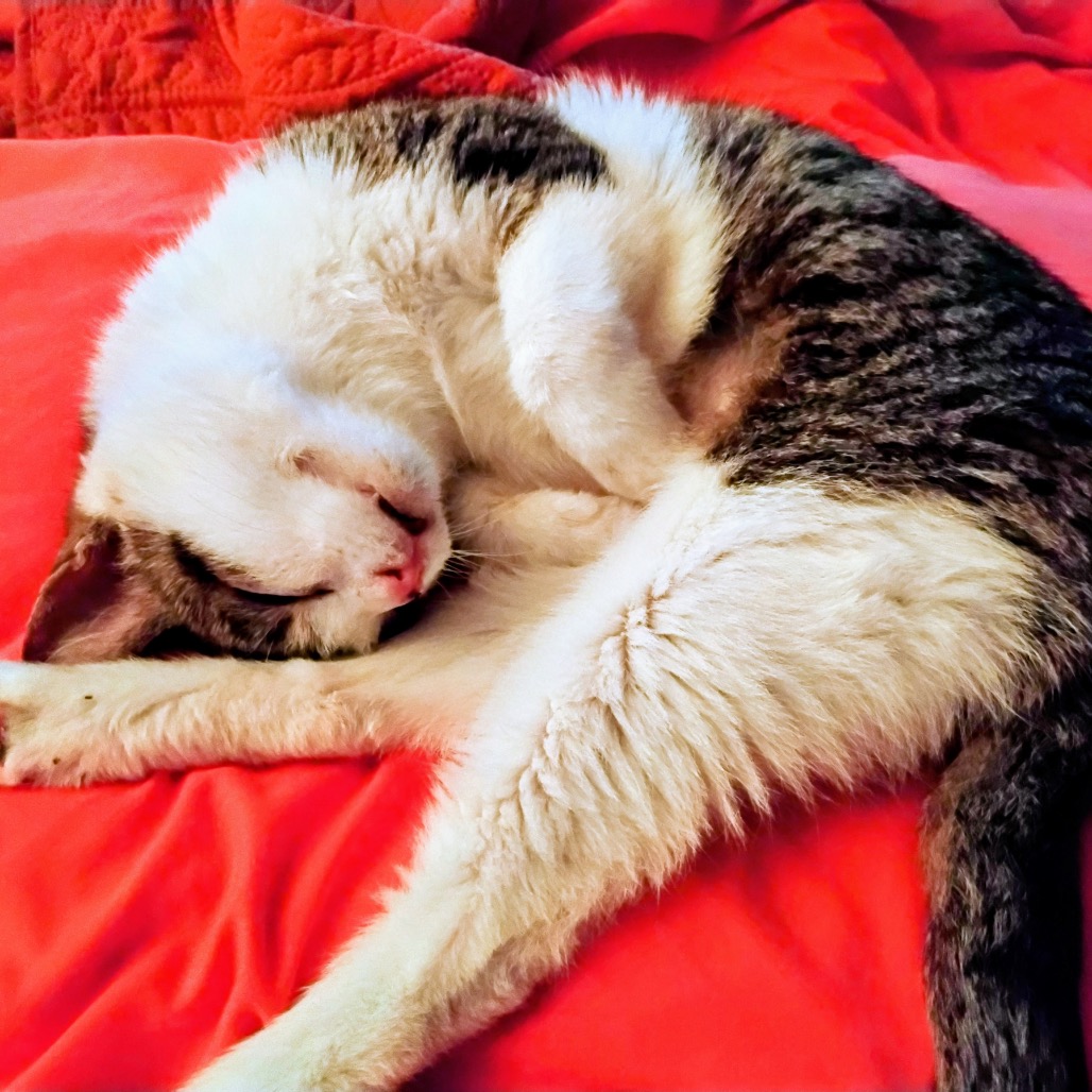 String Bean, photo 14