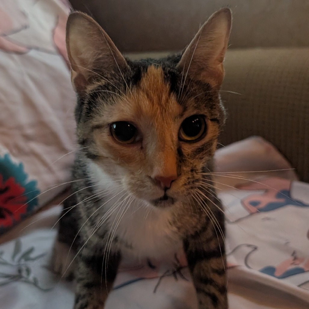 Carly, an adoptable cat